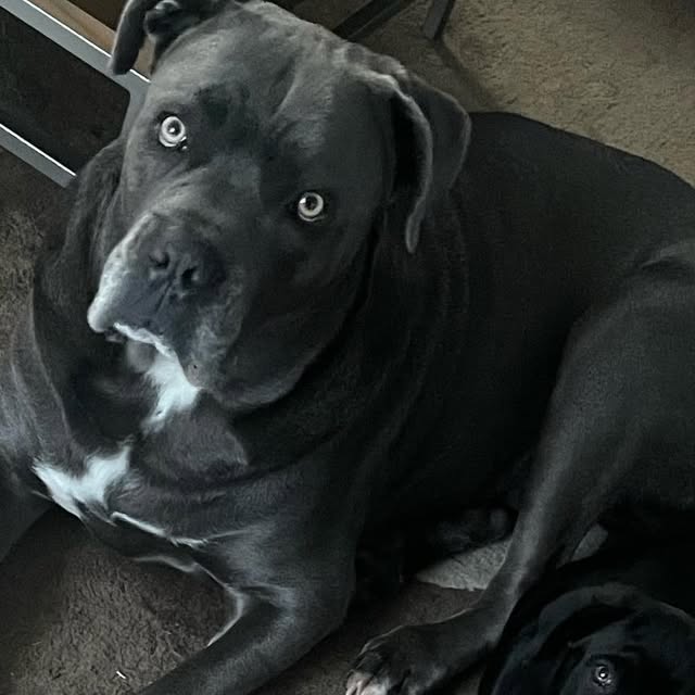 deepc's tweet card. #Raregoldcoins (@jassal_group_rare_coins) • Instagram photo