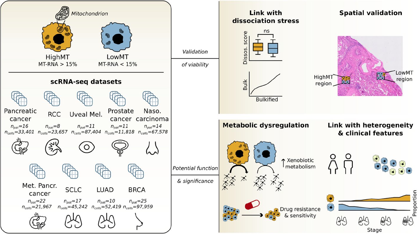 val_boeva's tweet card. Genome Biology - Single-cell transcriptomics has transformed our understanding of cellular diversity, yet noise from technical artifacts and low-quality cells can obscure key biological signals. A...