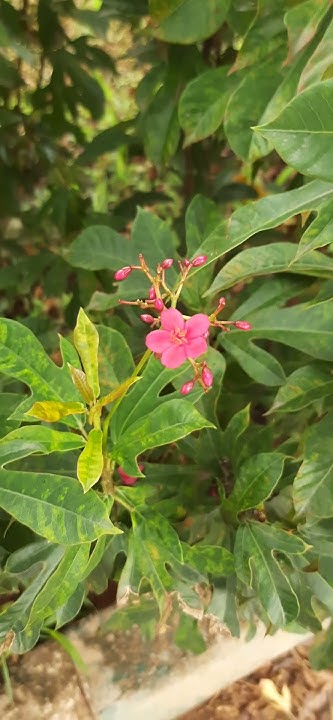 maheshkumar_rp's tweet card. 1 2 3 5 8 and Fibonacci Series in Nature... Fibonacci Series in...