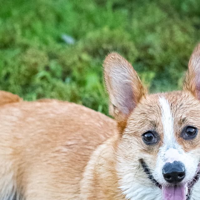 MangoandSteve's tweet card. Mango and Steve (@mangoandsteve) • Instagram photo