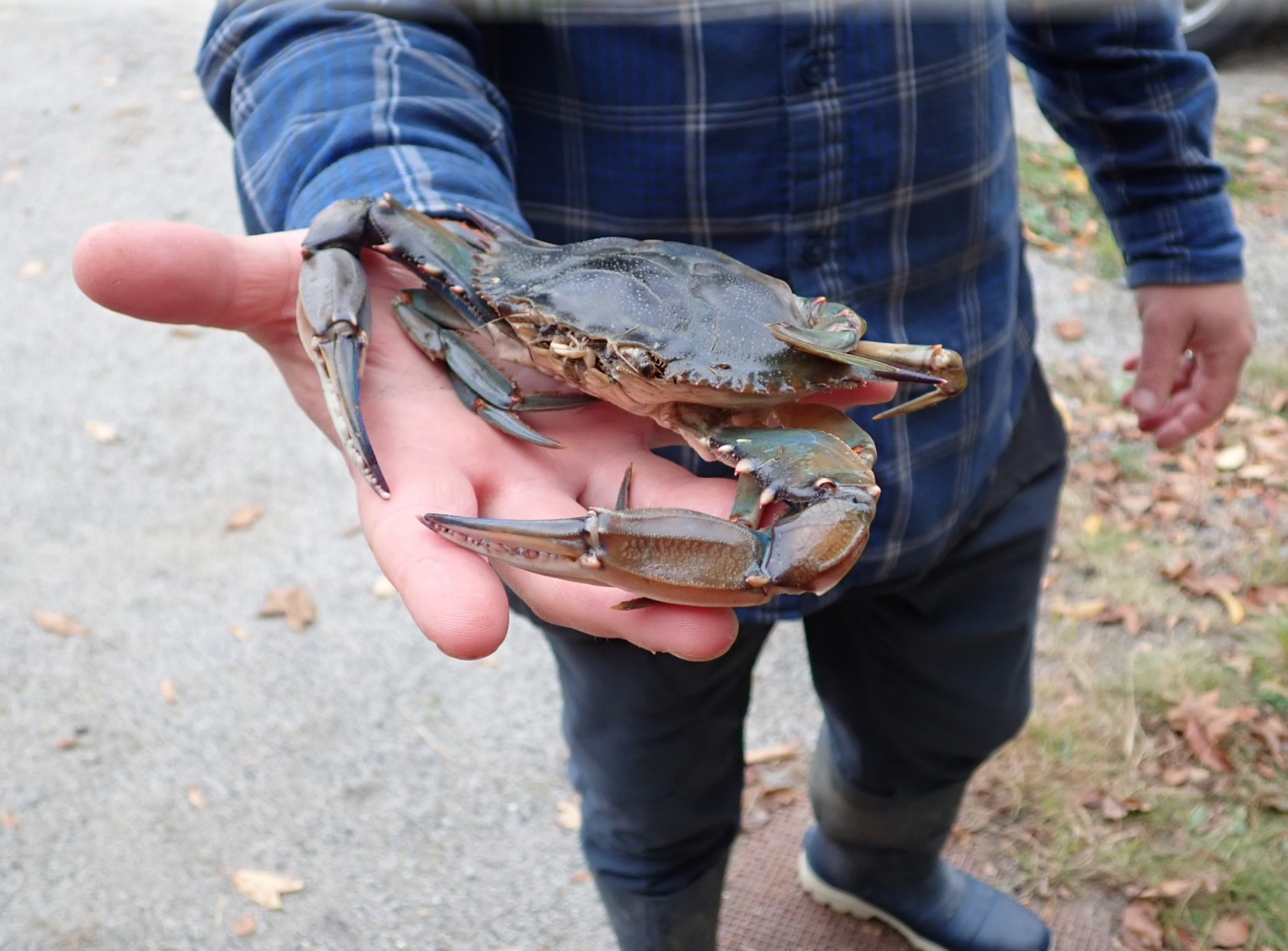 dkergo's tweet card. As the ocean temperature warms, more blue crabs are moving into the Gulf of Maine, according to researchers collecting data about the species.