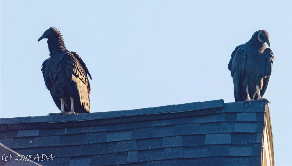 CoachingAda's tweet card. Many people believe that vultures are an ominous sign. But I seem to have a special relationship with them. They are a symbol of new life. They are actually gentle creatures; they rid the world of...