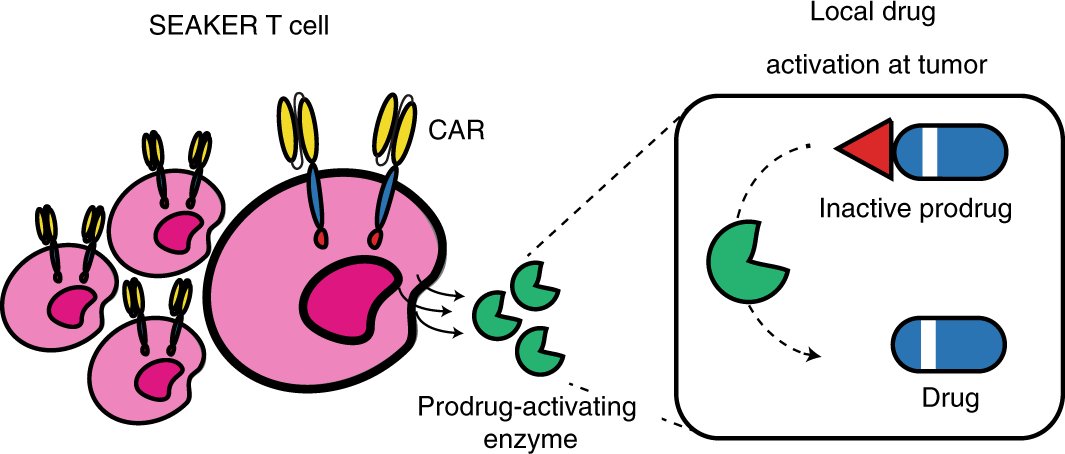 TJJardinero's tweet card. Nature Chemical Biology - The synthetic enzyme-armed killer (SEAKER) approach equips chimeric antigen receptor (CAR)-T cells with the capacity to express enzymes that process anticancer prodrugs at...