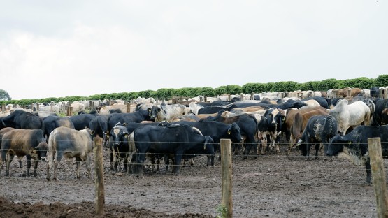 Cornell's tweet card. A global analysis by Cornell researchers found that recycling all the human and livestock feces and urine on the planet would contribute substantially to meeting the nutrient supply for all crops...