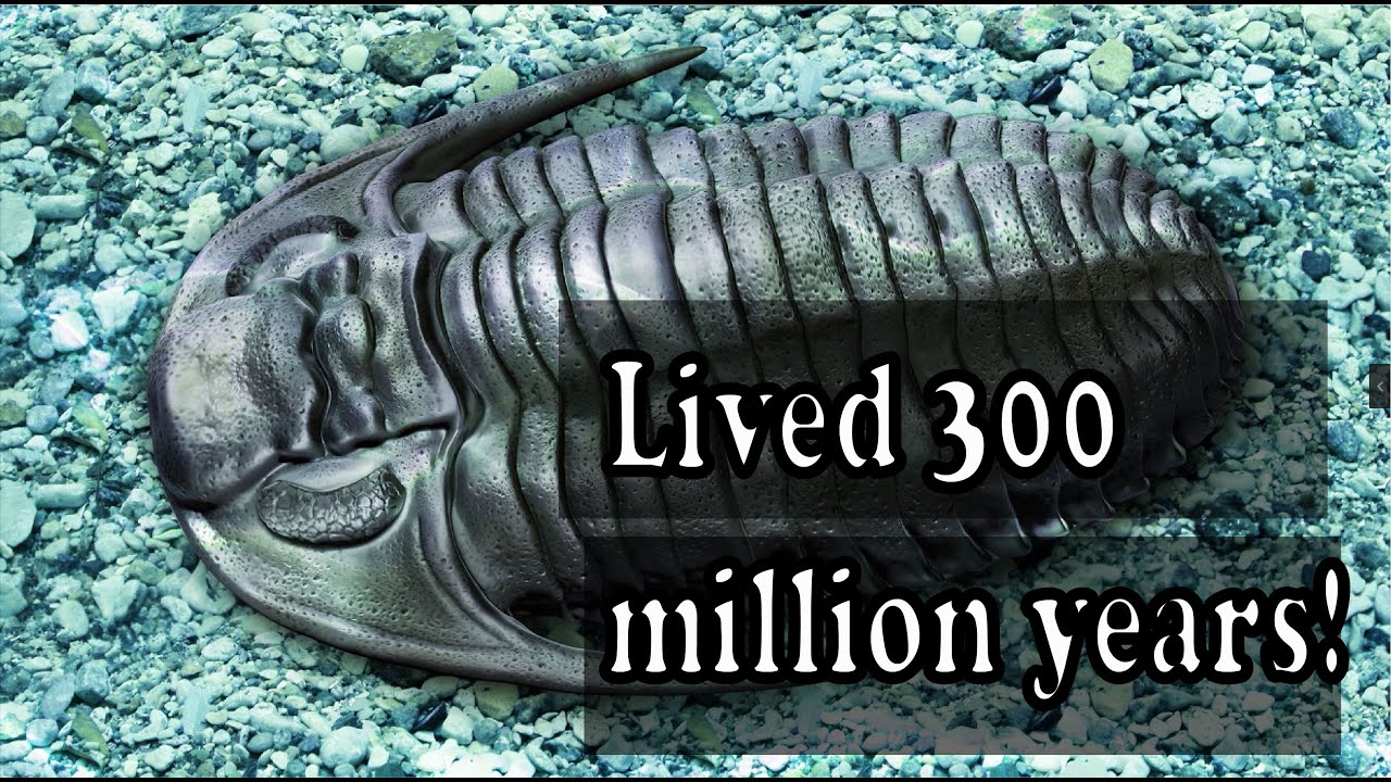 utdgss2016's tweet card. The clade lived for around 300 million years! #Trilobite