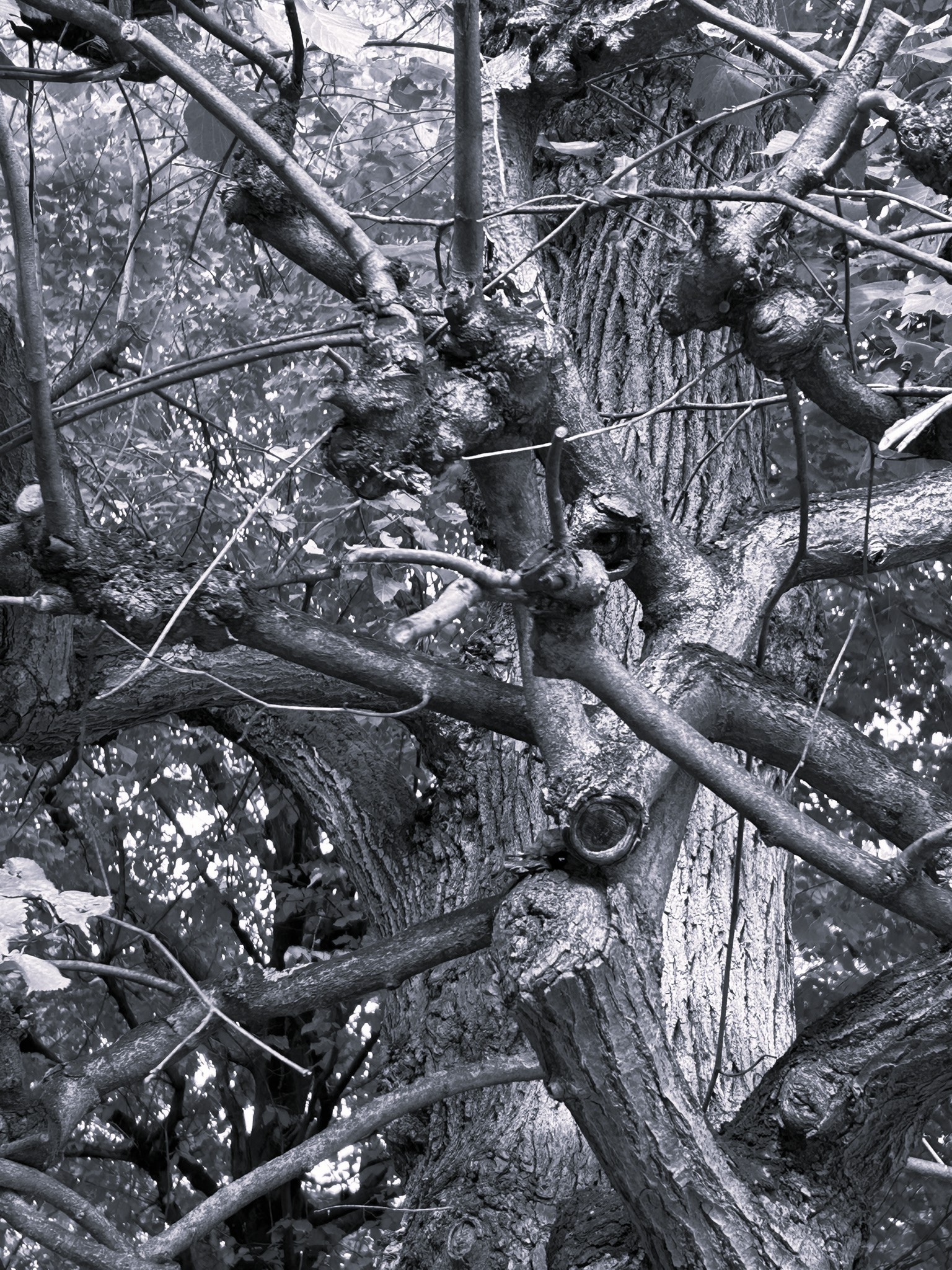 thewoolfx's tweet card. .