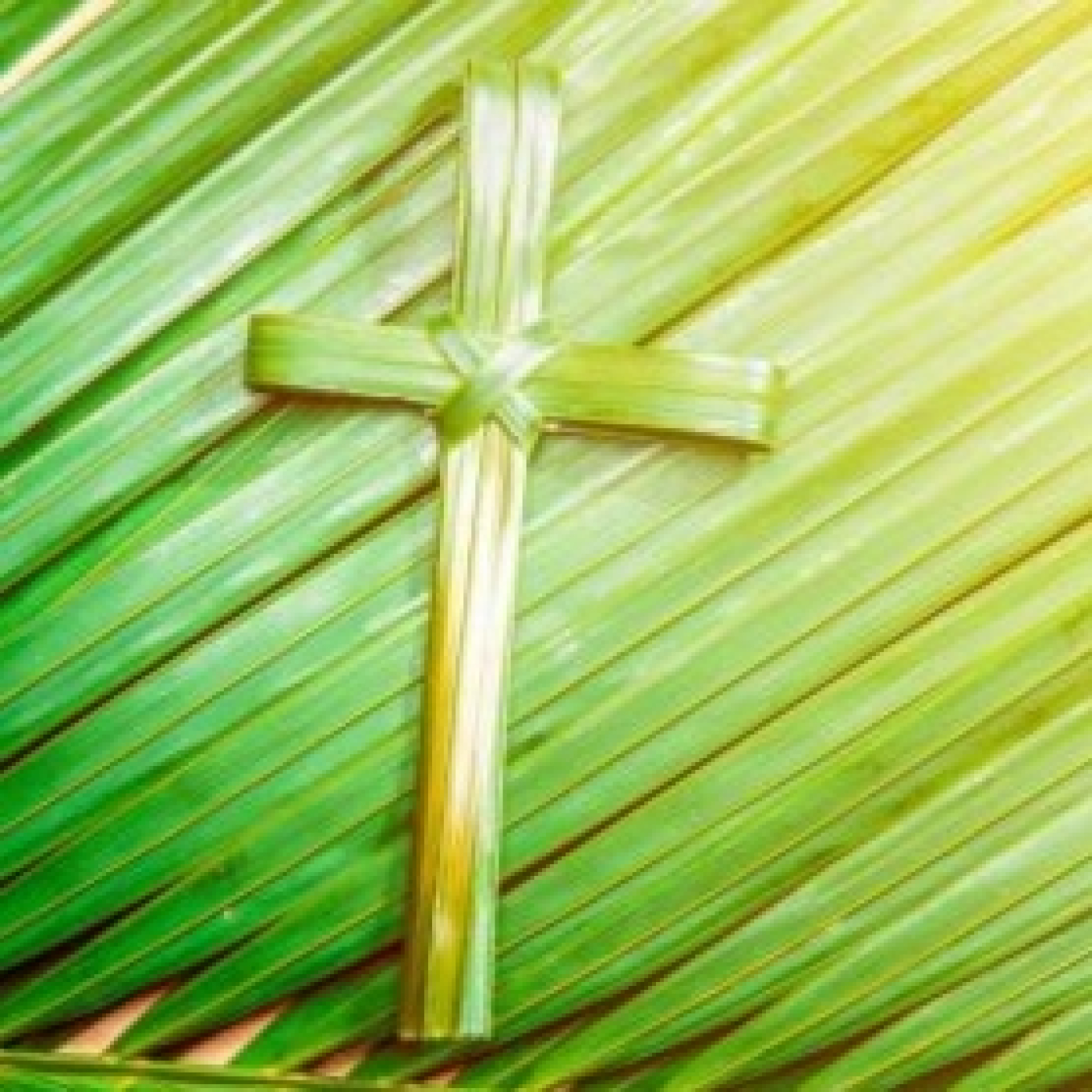 ivanobc's tweet card. La liturgia de la Iglesia católica tiene momentos importantes para celebrar la entrada triunfal de Jesús en Jerusalén y se explica los detalles sobresalientes.