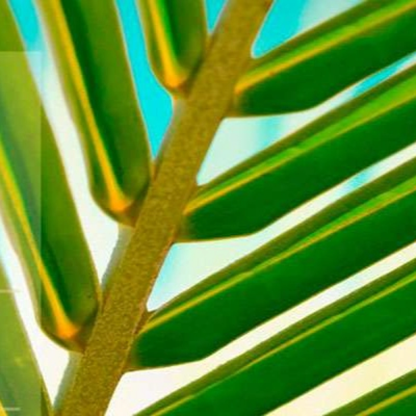 ivanobc's tweet card. Significado de las los ramos en la celebración de la liturgia de la Iglesia católica, el sentido de tenerlos en casa.