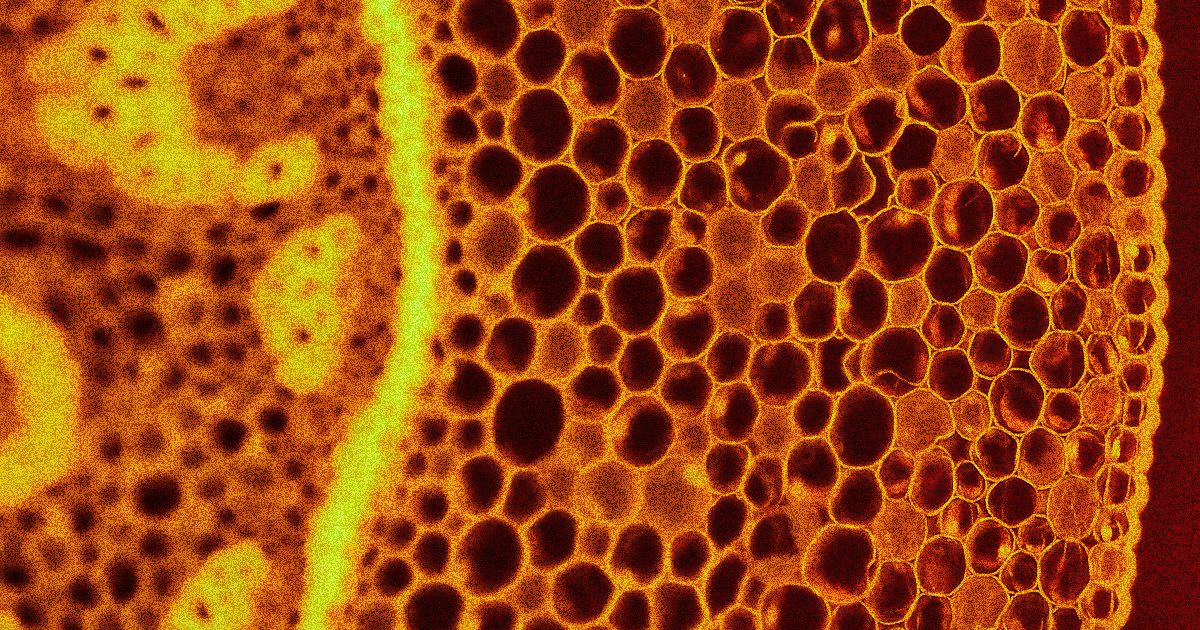 CyberpunkTTRPG's tweet card. These mobile biological robots, or "anthrobots," have already proven that they can assemble themselves and repair damaged neurons