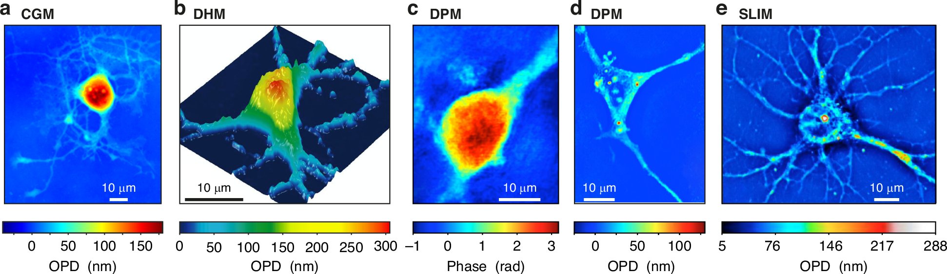 LightSciAppl's tweet card. Light: Science & Applications - Quantitative phase microscopies: accuracy comparison