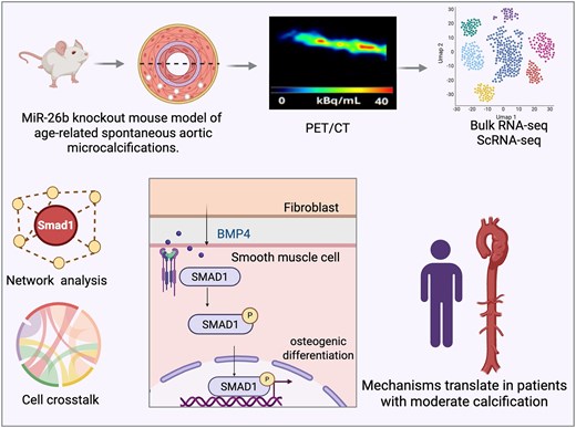 GenomicsEdi's tweet card. AbstractAims. Vascular calcification is the abnormal deposition of calcium phosphates within blood vessels. This condition is significantly associated with