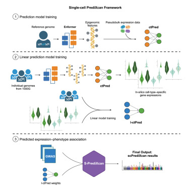 hakyim's tweet card. Zhou et al. introduce scPrediXcan, a novel transcriptome-wide association study framework that integrates the deep learning-based model ctPred for cell-type-specific expression prediction. Applied to...