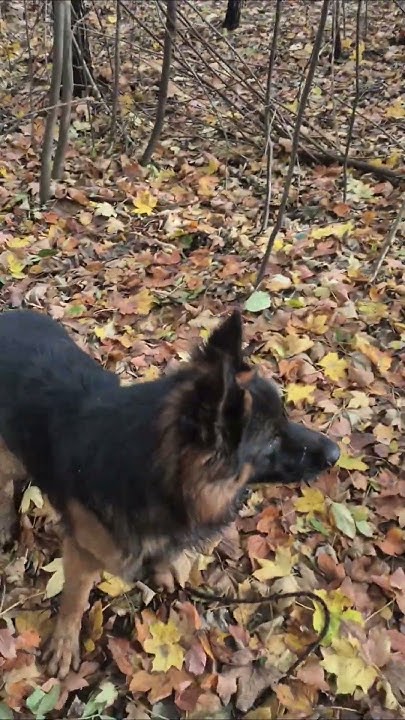 Mariusz51797031's tweet card. Jesienny Spacer 🍂 Przerwa od Programowania i Leniuchowanie z...