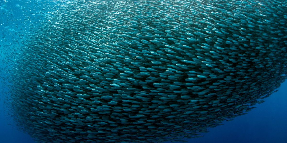 opensourceway's tweet card. In the wake of a Microsoft spying controversy, it’s time for an ecosystem perspective