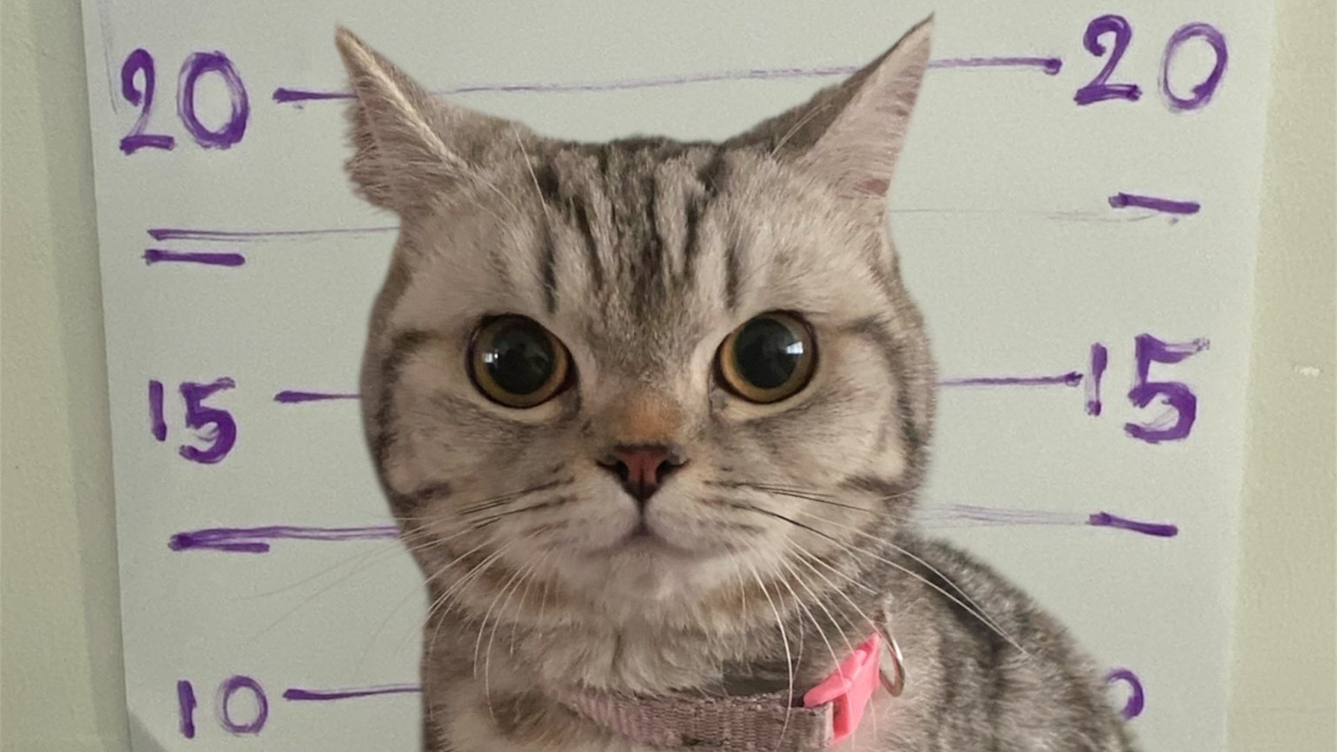 DonR0me0's tweet card. Nub Tang fue fichada y se registraron sus huellas en el archivo criminal luego de atacar a los oficiales de una comisaría