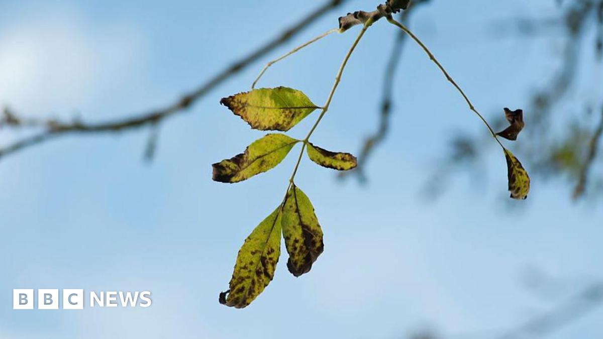 plantchief's tweet card. Scientific evidence suggests ash trees are ‘fighting back’ against a deadly disease.