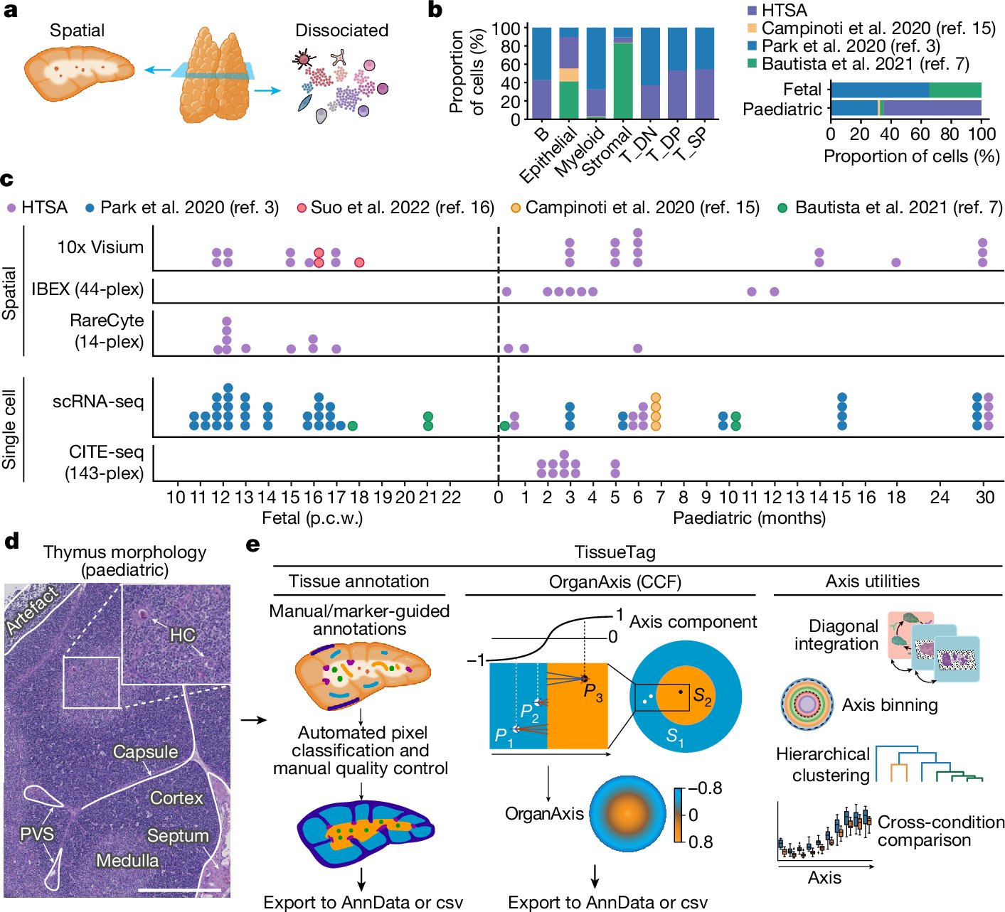 taghon_lab's tweet card. Nature - A quantitative morphological framework for the human thymus reveals the establishment of the lobular cytokine network, canonical thymocyte trajectories and thymic epithelial cell...