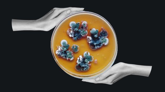 nordastelo's tweet card. Mould found at the site of the Chernobyl nuclear disaster appears to be feeding off the radiation. Could we use it to shield space travellers from cosmic rays?