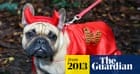 OldTomToad's tweet card. Owners around the world treat their dogs to Halloween-style makeovers