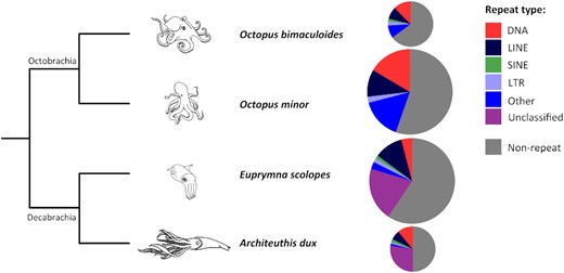 coloquionatura's tweet card. ABSTRACTBackground. The giant squid (Architeuthis dux; Steenstrup, 1857) is an enigmatic giant mollusc with a circumglobal distribution in the deep ocean,