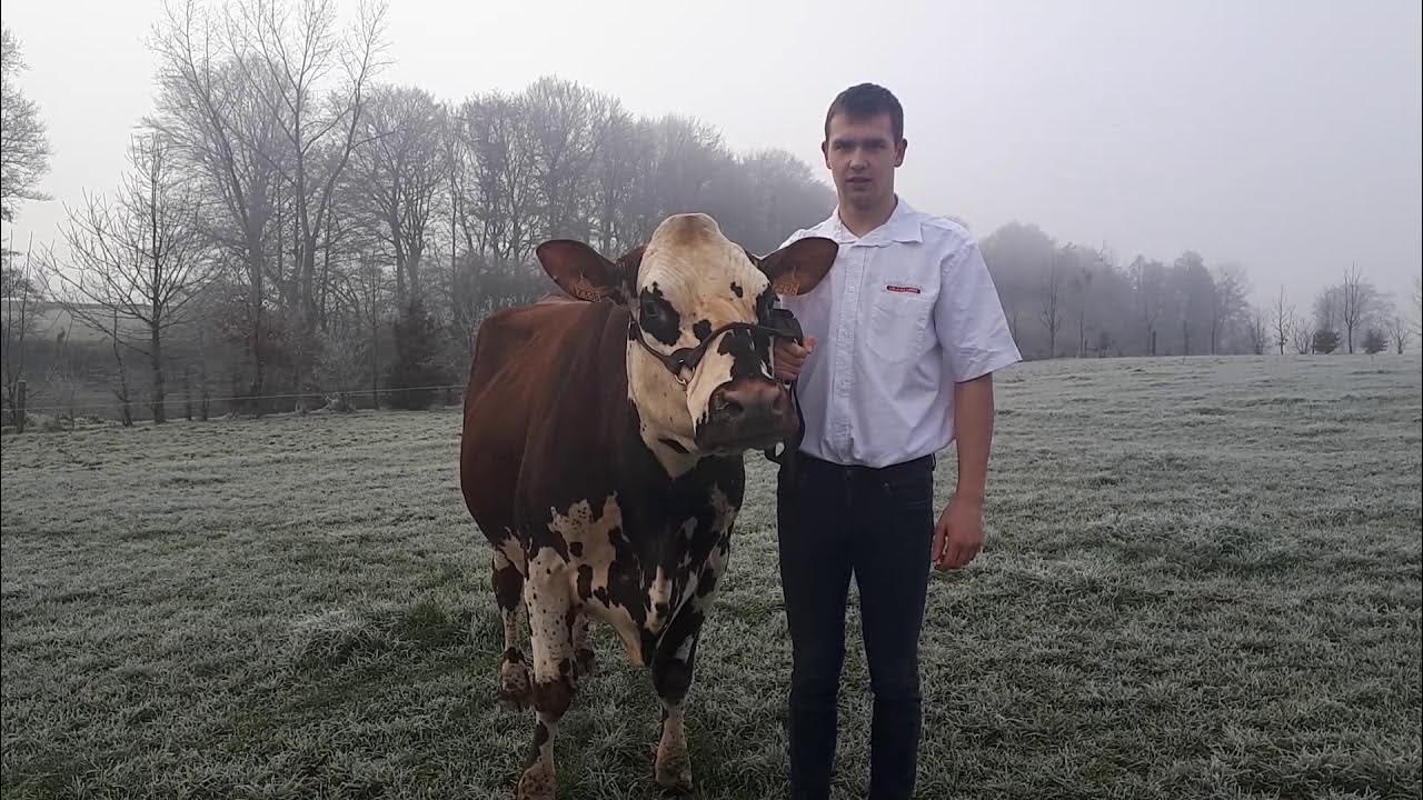 OSNORMANDE's tweet card. IMAGE (GALANTBOY X REDONDO)