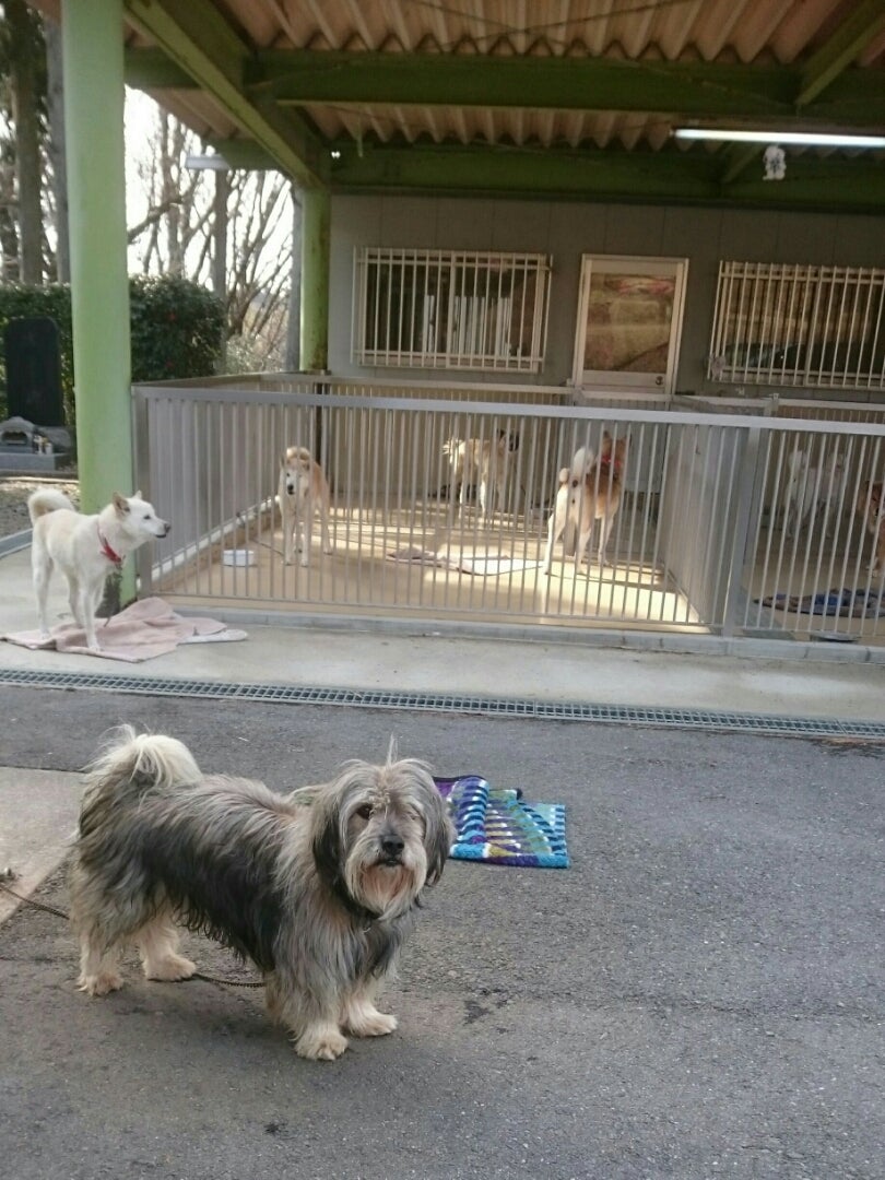 FreePetsJP's tweet card. 今日は少し重たい話です。この記事内の写真は、1月31日に茨城センターで撮った譲渡待ちの犬たちの写真です。記事の内容と直接関係はありません。 過去に何度かピース…