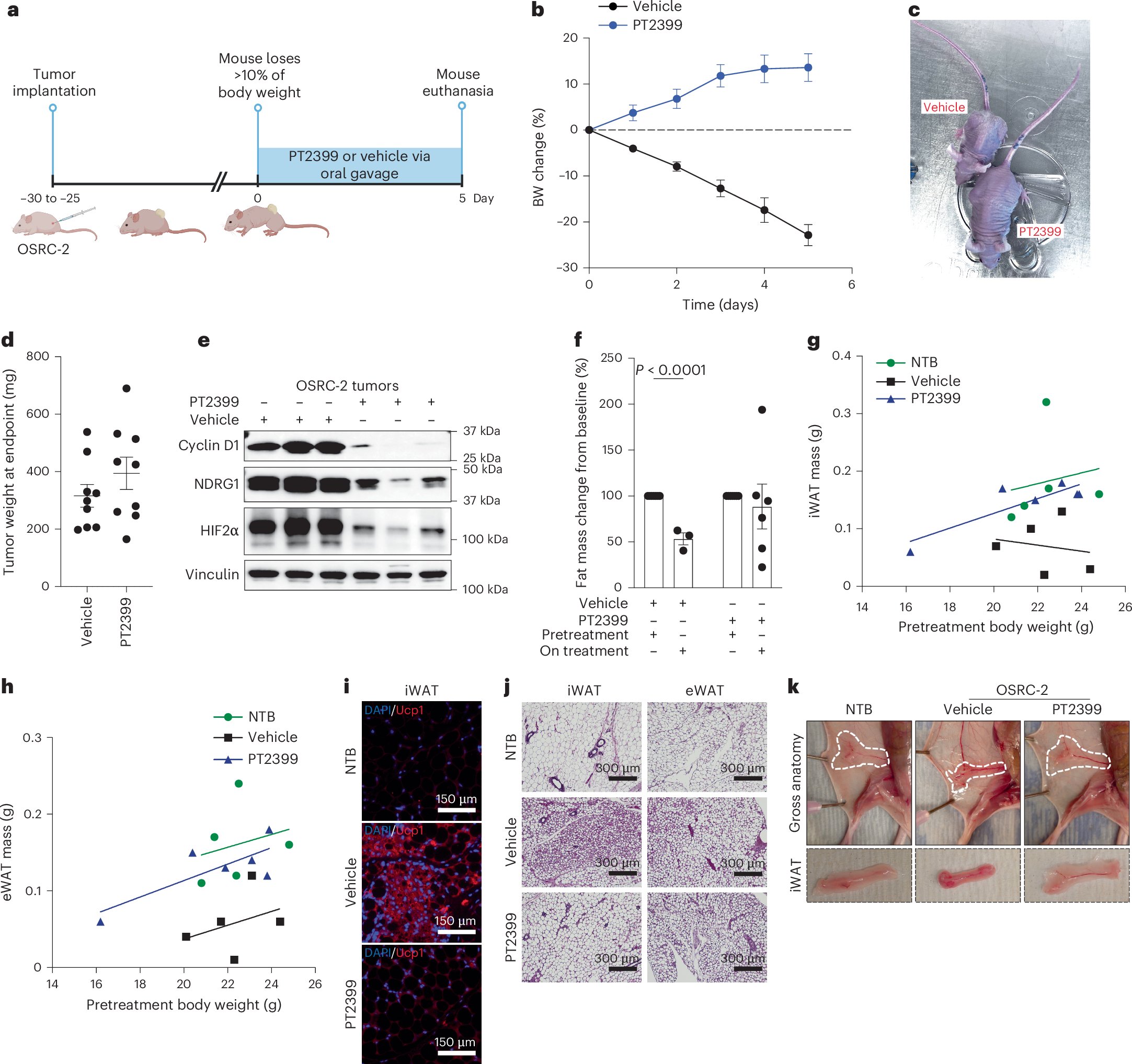 Aiims1742's tweet card. Nature Medicine - In vivo experiments and clinical cohort analyses show that hypoxia-inducible factor 2 (HIF2)-induced parathyroid hormone-related protein (PTHrP) expression contributes to...