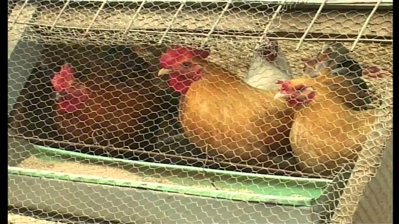 bobkahonga's tweet card. Movers & Shakers: Bird Rearing