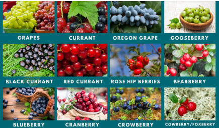 EmexSystems's tweet card. Berries, blueberries, other fruits in the face of memory care Most fruits, as berries, blueberries have one or more micronutrients capable of mitigating memory health conditions they are because...