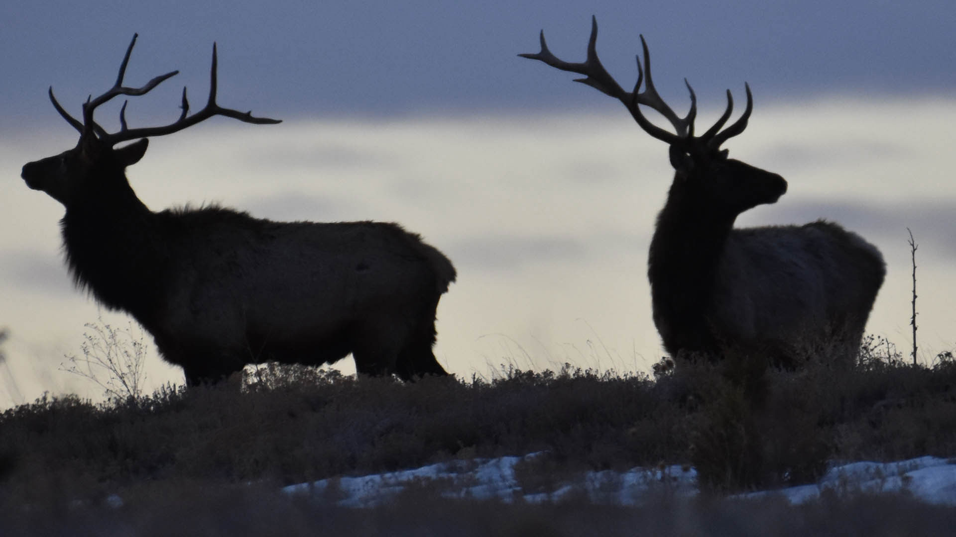 FearAndLoading's tweet card. Information gathered by hunters using today’s generation of game cameras can improve the odds of success on opening day, but state conservation departments are also adopting the technology to get a...