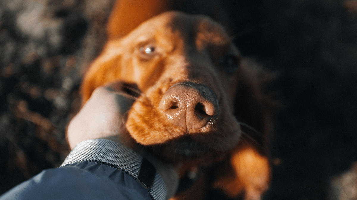 Sechat_Oficial's tweet card. Pesquisador da Unesp amplia fronteiras: Rogério Amorim lidera estudos com cannabis e disfunção cognitiva em cães