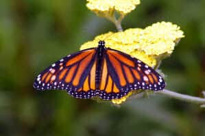 EspressoEnglish's tweet card. This is a free sample from the e-book  600+ Confusing English Words Explained. It will help clear up your doubts about how to use English words correctly,