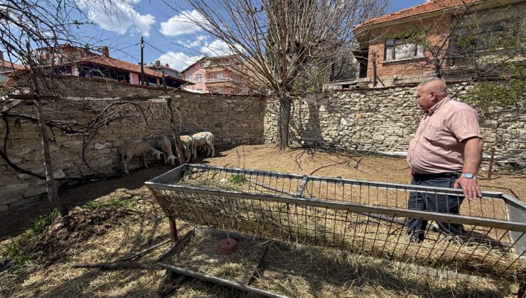 KutahyadanHaber's tweet card. Domaniç’te sahipsiz köpeklerin saldırdığı 7 koyun parçalanarak telef oldu Domaniç Belediyesi sınırları içindeki Hisar Mahallesi Kıbrıs Caddesi’nde İsmail Yıldızhan’a ait bir evin avlusundaki koyunl...