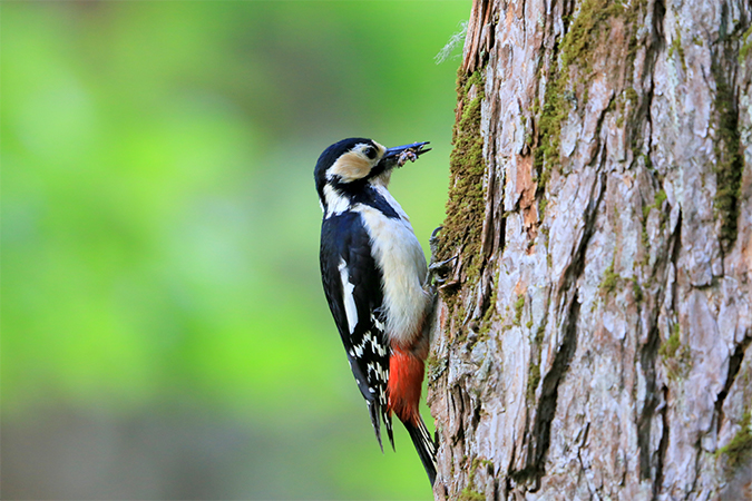 ygjumi's tweet card. キツツキの意味、語源、由来を解説。キツツキ科の鳥。木の幹をつついて昆虫を食べることからの名。漢字「啄木鳥」は「木をついばむ鳥」の意。