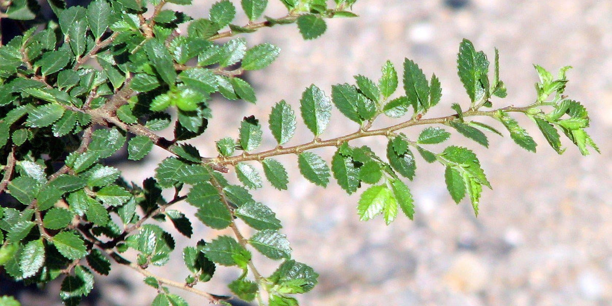 lovemybonsai's tweet card. Ulmus Parvifolia 'Seiju' Bonsai Care About The Seiju Elm Bonsai Tree Seiju Elms are a strong and adaptable bonsai tree that make a great tree for beginners.  They develop a lot of character in their...