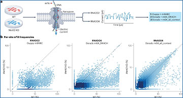 RNASeqBlog's tweet card. The new era of single-molecule RNA modification detection through nanopore base-calling models