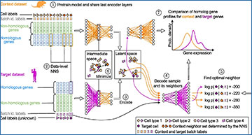 RNASeqBlog's tweet card. scSpecies - enhancement of network architecture alignment in comparative single-cell studies
