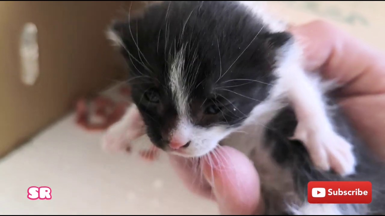 HelpAni16111926's tweet card. Baby kittens in day 13