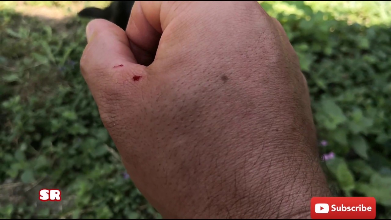 HelpAni16111926's tweet card. Very hungry cats