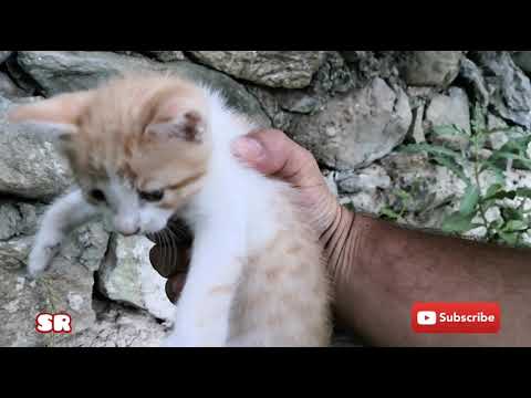 HelpAni16111926's tweet card. Baby kittens are scared