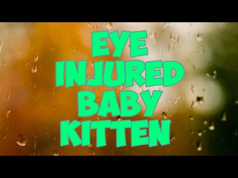 HelpAni16111926's tweet card. Baby Kitten Its Injured In The Eye