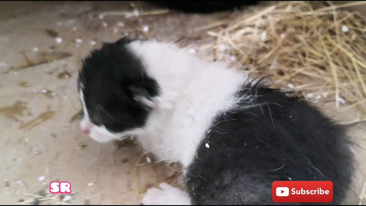 HelpAni16111926's tweet card. Rescue cute kittens in day 11