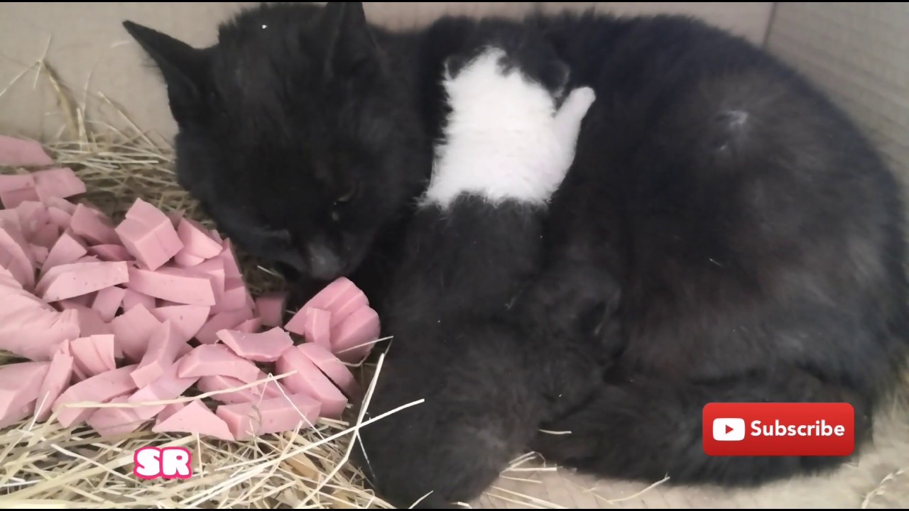 HelpAni16111926's tweet card. Rescue Cat mom with cute kittens in day 8