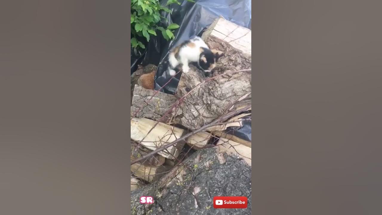 HelpAni16111926's tweet card. Funny baby kittens