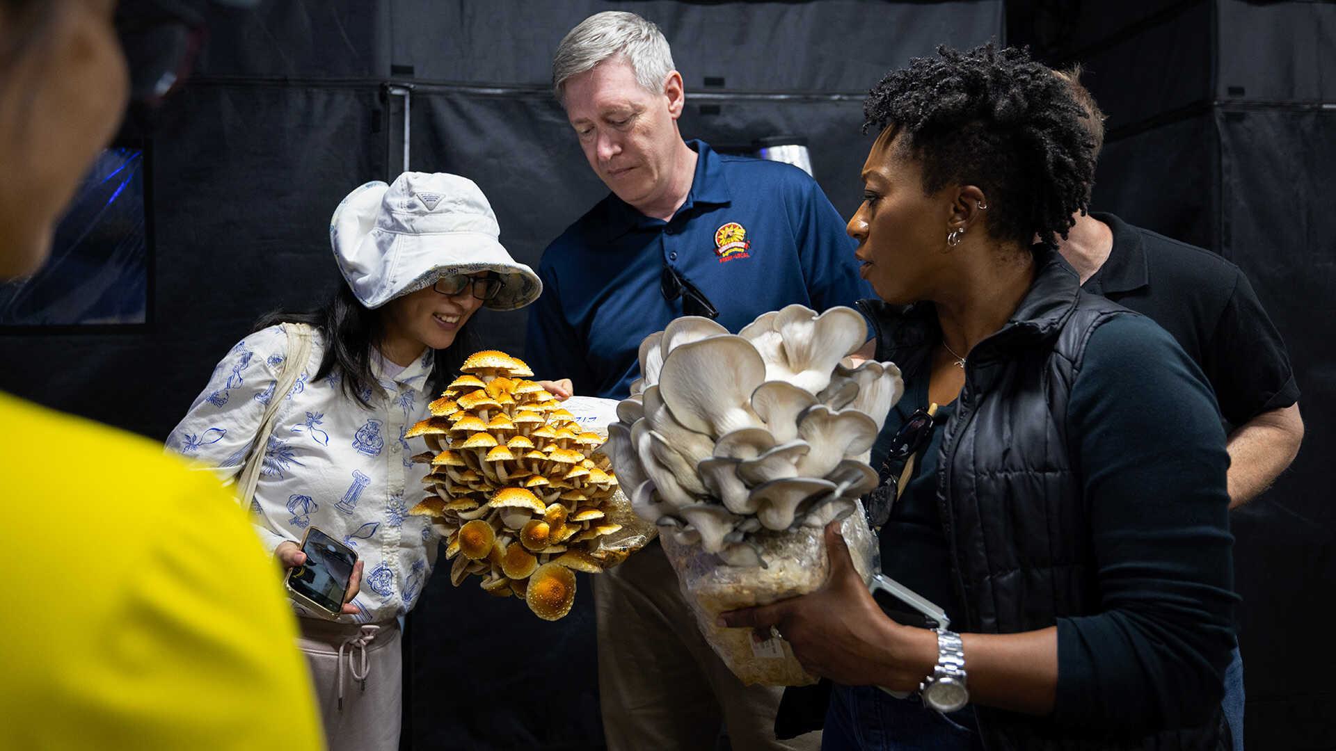 President_Pines's tweet card. State Ag Secretary Visits Mushroom Farm, Other Baltimore Food Growing Sites