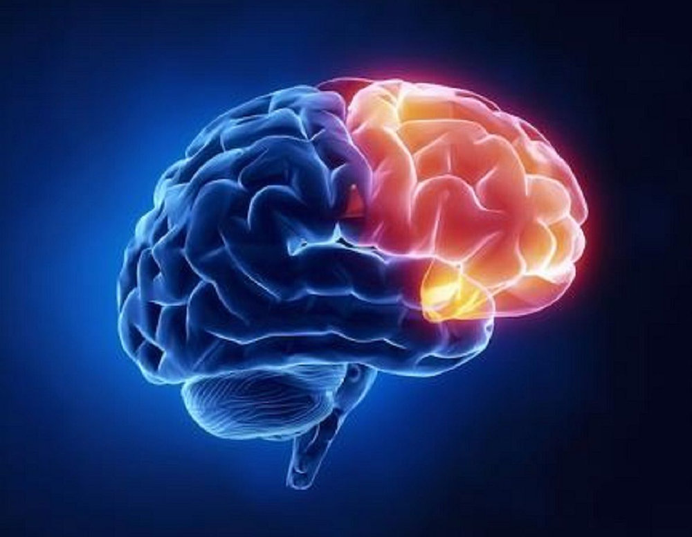 conectate_con's tweet card. Para explicar la interrelación entre la mente y la Meditación, hay que comprender primero cómo funciona el cerebro, pues es el lugar en donde surgen las ideas, pensamientos y habita la mente.Litera...