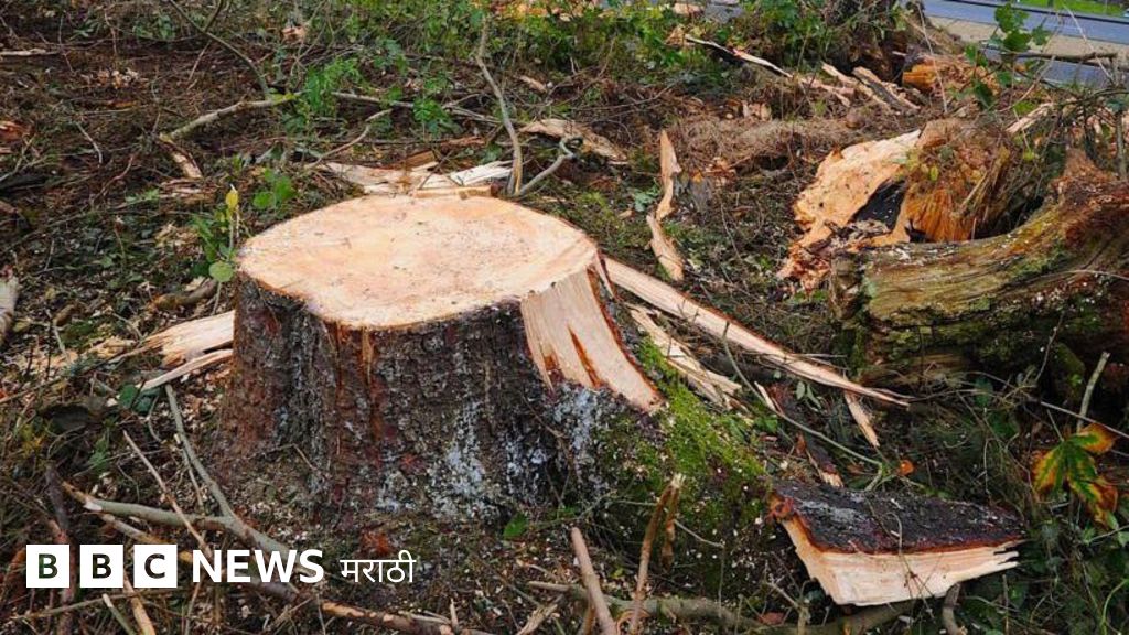 bbcnewsmarathi's tweet card. खरंच तोडलेल्या झाडांच्या अनेकपट झाडं लावली गेली का? वृक्षतोडीचा स्थानिक पर्यावरणावर काय परिणाम होतो? एका जागेवरची झाडं तोडून दुसरीकडे लावल्यास त्याचा कितपत फायदा होतो? वास्तव जाणून घेऊयात.