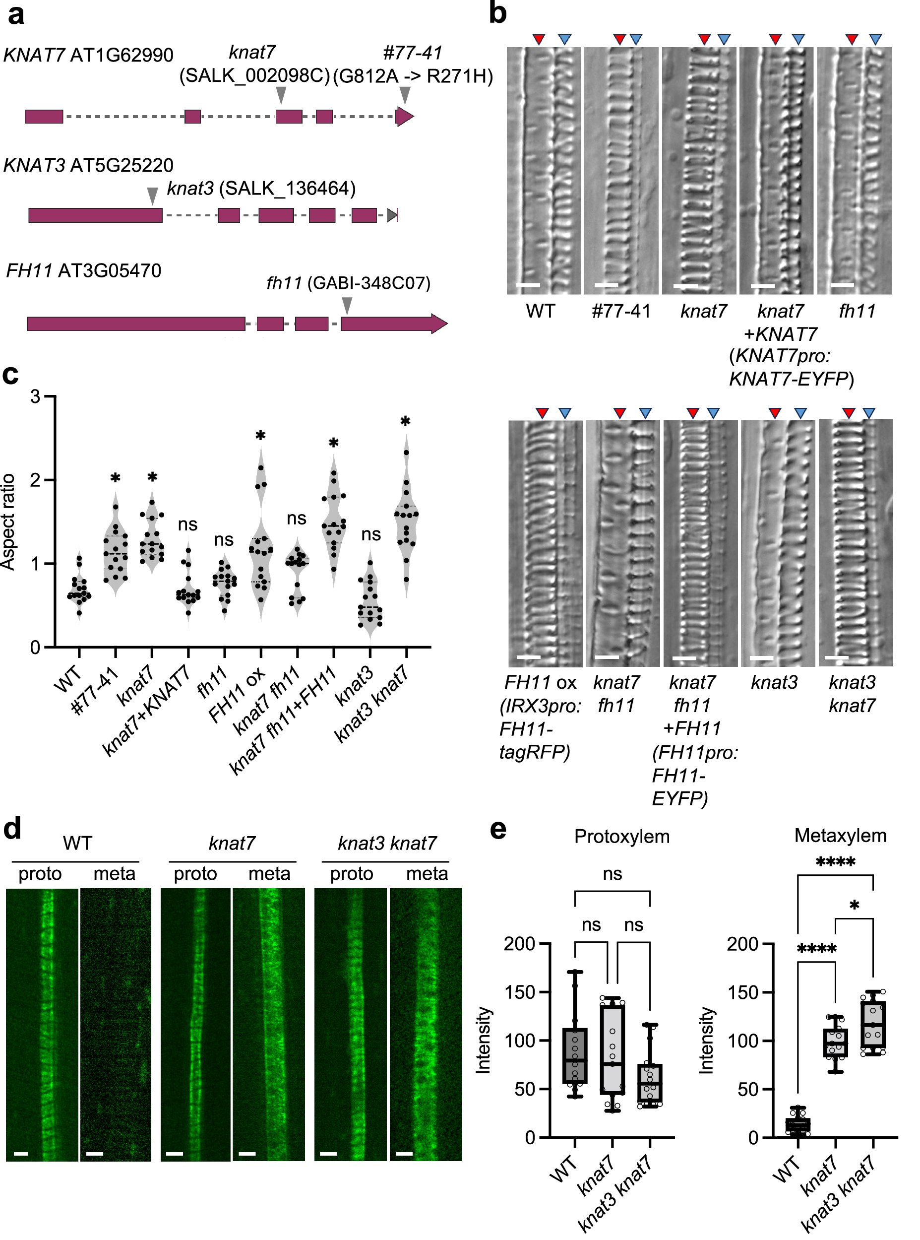 molcyb_PR's tweet card. Nature Communications - Protoxylem and metaxylem vessels form banded and pitted cell walls, respectively. Here, the authors show that KNAT7 suppresses expression of the actin polymerizer, formin 11...