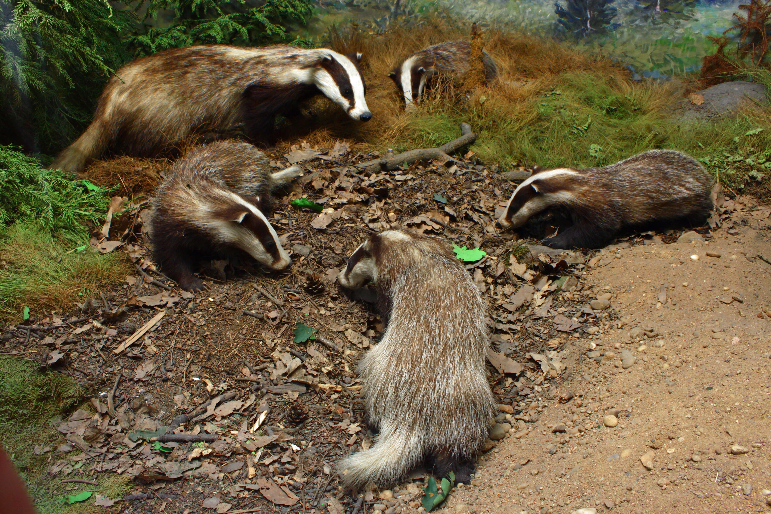 ProtectTheWild_'s tweet card. Bovine tuberculosis; badgers finally in the clear In the May 2023 issue of British Wildlife, I described the ‘weakened link’ between badgers and bovine TB (bTB) infection in cattle. Since that...