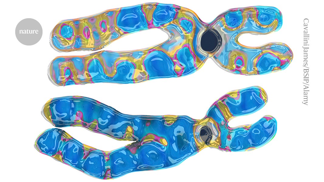 Nature's tweet card. Nature - Study in mice and human cadavers hints that a brain-protective gene in the chromosome becomes more active with age.